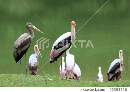 The Painted Stork bird (Mycteria leucocephala) in garden The Painted Stork bird (Mycteria leucocephala) in garden 96393536