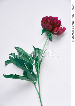 Close-up of one dark red peony flower, on a gray background. With a space to copy. Design for your product. High quality photo Close-up of one dark red peony flower, on a gray background. With a space to copy. Design for your product. High quality photo 96393625