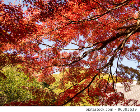 Autumn leaves 96393639