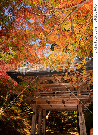 Autumn leaves 96393640