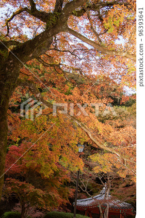 Autumn leaves 96393641