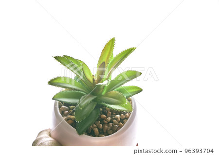 A woman's hand holds a pot with a plant. Close-up of a green succulent in a round pot, highlighted on a white isolated background. A fashionable houseplant with sandstones and copy space. High quality A woman's hand holds a pot with a plant. Close-up of a green succulent in a round pot, highlighted on a white isolated background. A fashionable houseplant with sandstones and copy space. High quality 96393704