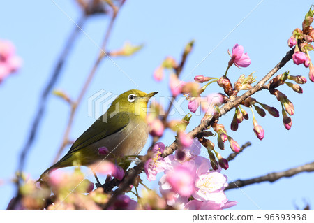 Kawazu cherry blossoms in full bloom and white-eye (spring image) 96393938