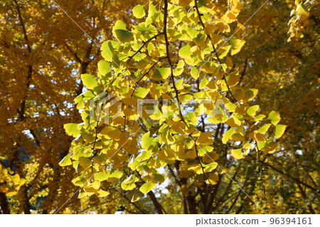 Taiyuan ginkgo Taiyuan ginkgo 96394161