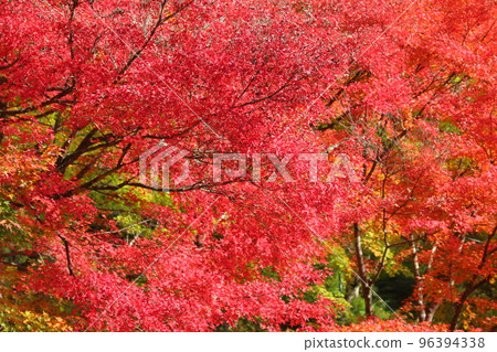 秋葉_Momiji_Korankei 秋葉_Momiji_Korankei 96394338