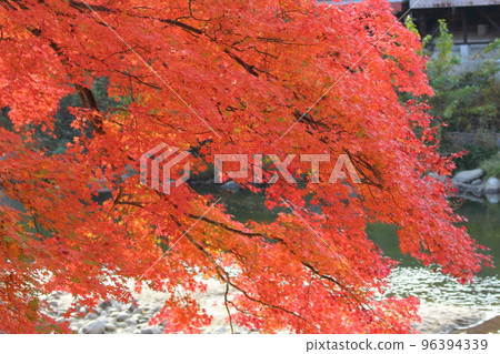 Autumn leaves _ Momiji _ Korankei Autumn leaves _ Momiji _ Korankei 96394339