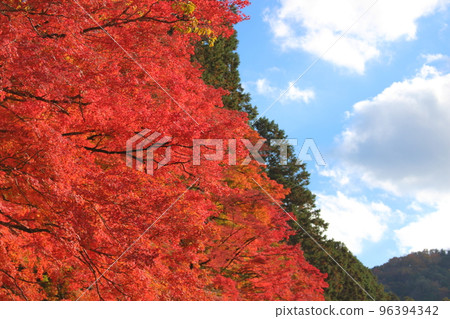 Autumn leaves _ Momiji _ Korankei 96394342