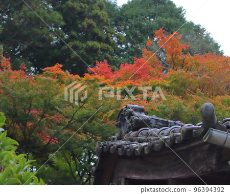 Autumn leaves and tile roof _ Japanese scenery 96394392