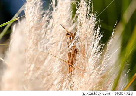 巴坦加粳稻 96394726