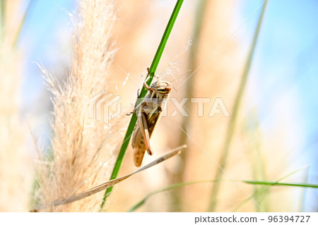 巴坦加粳稻 96394727