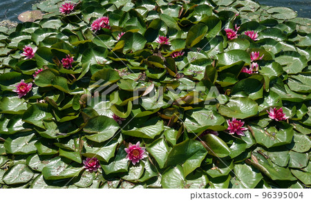 Flowers Water lily tetrahedral or water lily is a perennial herb, family Water lilies 96395004