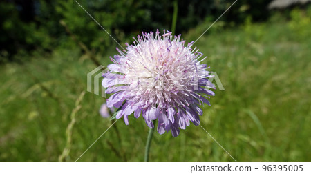 The flower Corostavnik field is an annual herbaceous plant, the Honeysuckle family 96395005