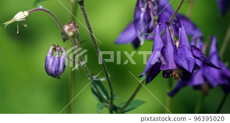 Pink Colombina or common columbine or flower with delicate petals 96395020