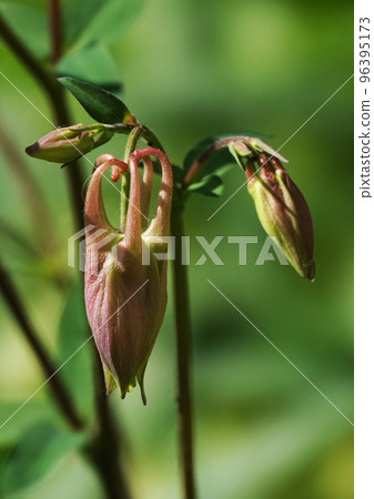 Pink Colombina or common columbine or flower with delicate petals 96395173