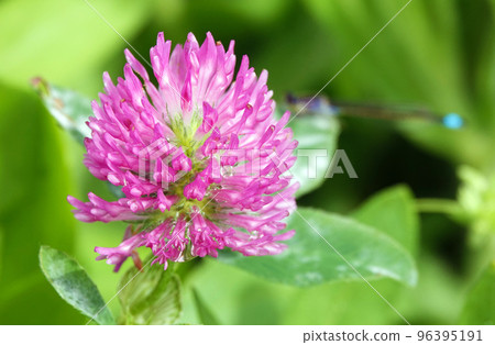 Clover flowers - Trifolium pratense close-up very delicate and beautiful 96395191