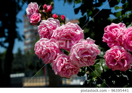 Blooming beautiful colorful roses in the garden Blooming beautiful colorful roses in the garden 96395441