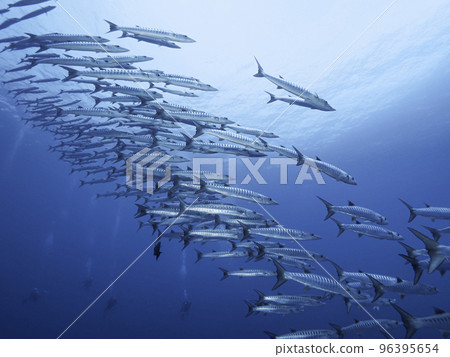 A group of barracudas A group of barracudas 96395654