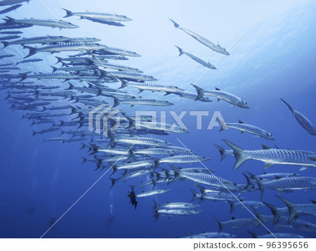 一群梭魚 一群梭魚 96395656