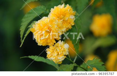 Close-up of yellow Kerria flowers are very delicate and beautiful Close-up of yellow Kerria flowers are very delicate and beautiful 96395787