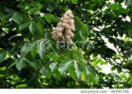 Spring blooming chestnut trees blooming flowers 96395796