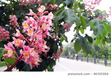 Blooming pink chestnuts in the park of Kiev. Ukraine. Blooming pink chestnuts in the park of Kiev. Ukraine. 96395809