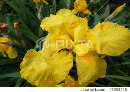 Iris bloom in large flowers with different colors and shades Iris bloom in large flowers with different colors and shades 96395936