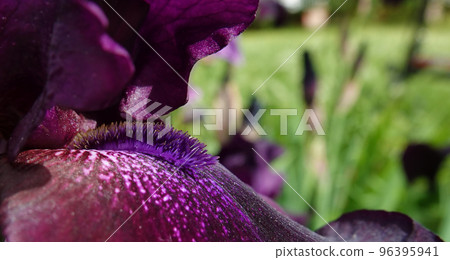 Iris bloom in large flowers with different colors and shades 96395941