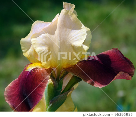 Iris bloom in large flowers with different colors and shades Iris bloom in large flowers with different colors and shades 96395955