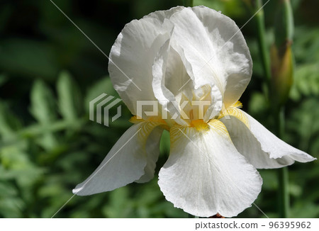 Iris bloom in large flowers with different colors and shades Iris bloom in large flowers with different colors and shades 96395962