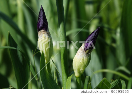 Iris bloom in large flowers with different colors and shades 96395965