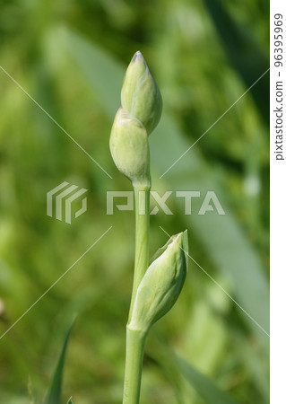 Iris bloom in large flowers with different colors and shades Iris bloom in large flowers with different colors and shades 96395969