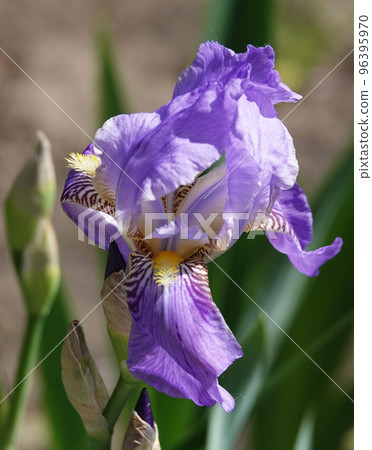 Iris bloom in large flowers with different colors and shades Iris bloom in large flowers with different colors and shades 96395970