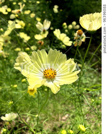 Yellow campus 96396088