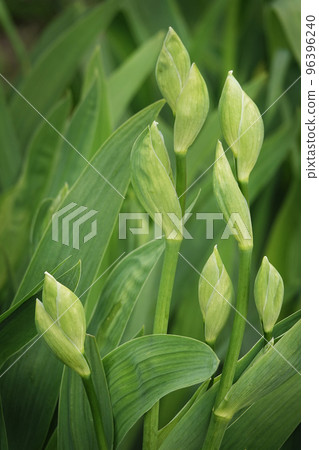 Iris bloom in large flowers with different colors and shades Iris bloom in large flowers with different colors and shades 96396240