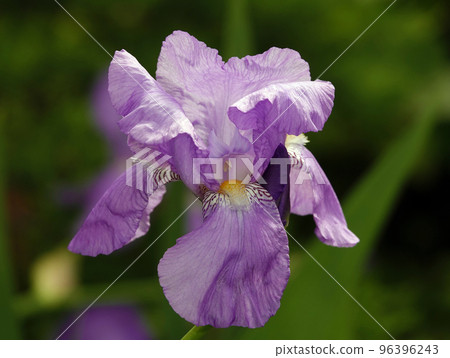 Iris bloom in large flowers with different colors and shades Iris bloom in large flowers with different colors and shades 96396243