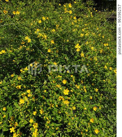 St. John's wort blooming in spring with yellow flowers St. John's wort blooming in spring with yellow flowers 96396257