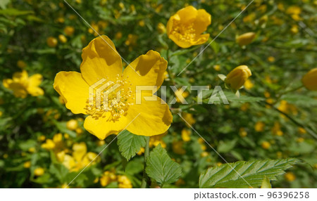 St. John's wort blooming in spring with yellow flowers 96396258