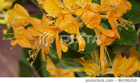 Flowers Curly honeysuckle is a climbing shrub, honeysuckle family 96396269