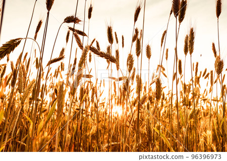 Ripening wheat ears on sunset background. Beautiful rural scenery. Silence, peace, simplicity concept. Solitude with nature. Harvest. High quality photo 96396973