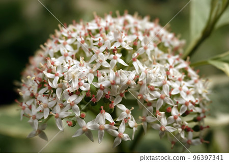 Flowers Derain white bush with small flowers blooming in spring Flowers Derain white bush with small flowers blooming in spring 96397341