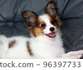 4 month old Papillon puppy smiling on the sofa 96397733