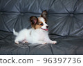 4 month old Papillon puppy relaxing on the sofa 96397736