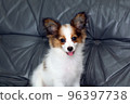 Papillon puppy sitting on the sofa and staring at you with love 96397738