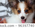Super-up of a 4-month-old Papillon puppy being held 96397740