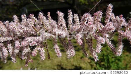 Flowers Grebenshik or Tamarix Gallica or French Tamarisk bush with small flowers blooming in spring Flowers Grebenshik or Tamarix Gallica or French Tamarisk bush with small flowers blooming in spring 96398080