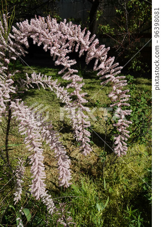 Flowers Grebenshik or Tamarix Gallica or French Tamarisk bush with small flowers blooming in spring 96398081