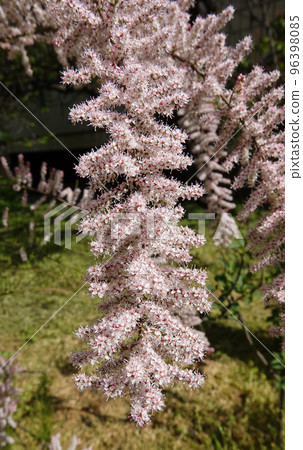 Flowers Grebenshik or Tamarix Gallica or French Tamarisk bush with small flowers blooming in spring Flowers Grebenshik or Tamarix Gallica or French Tamarisk bush with small flowers blooming in spring 96398085