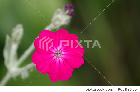 Geranium flower close up 96398519