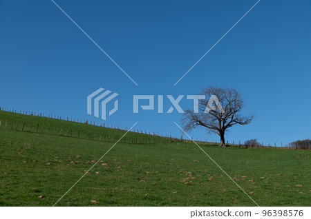 A tree standing alone A tree standing alone 96398576