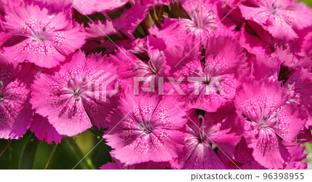 Carnation flowers of different types close-up Carnation flowers of different types close-up 96398955
